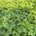 东北红杆大叶芹山野菜产地直发质量保证现买现拔