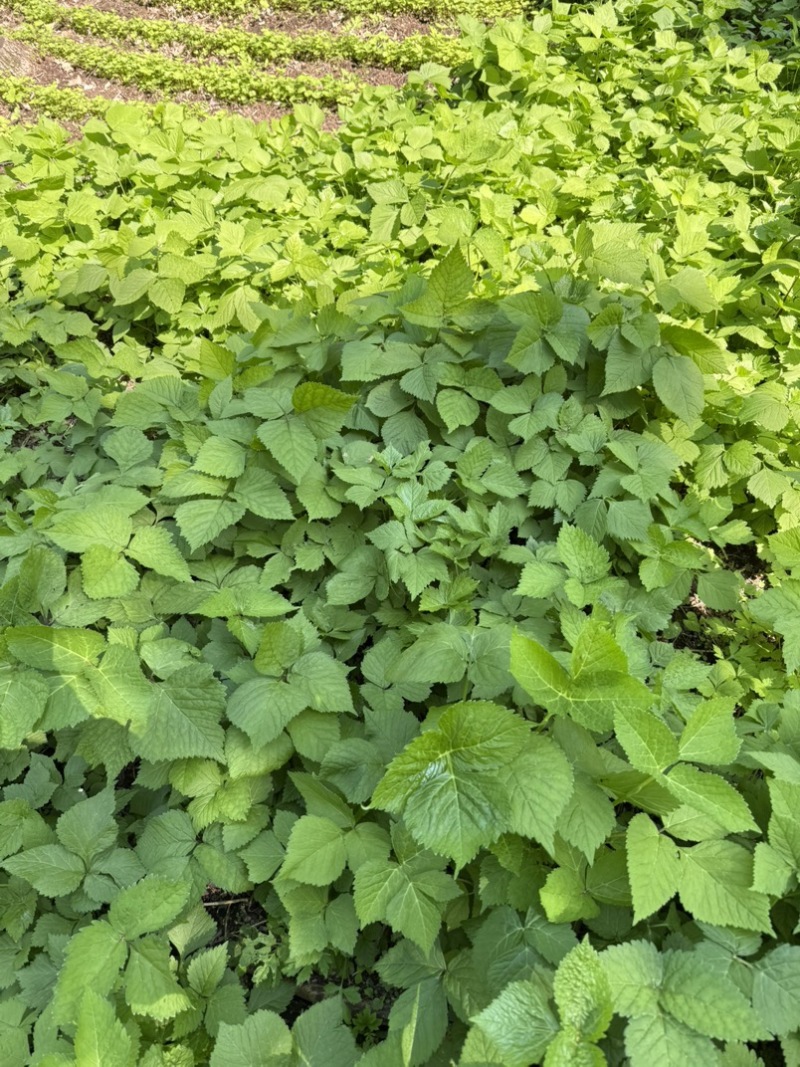 东北红杆大叶芹山野菜产地直发质量保证现买现拔