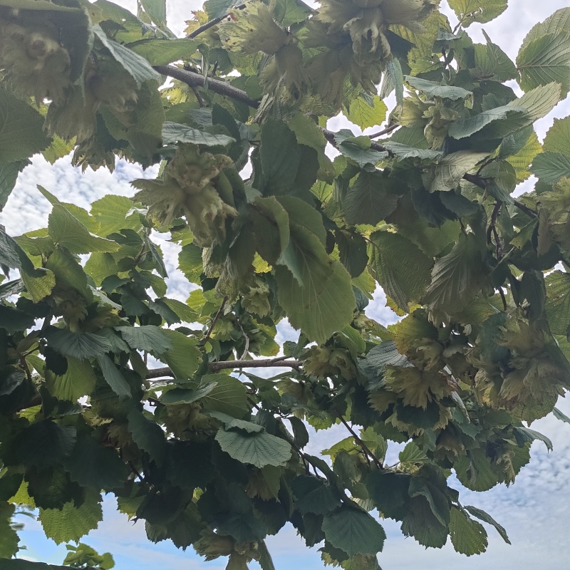 达维榛子辽宁葫芦岛绥中西平有需求采购的各位老板欢迎联系我