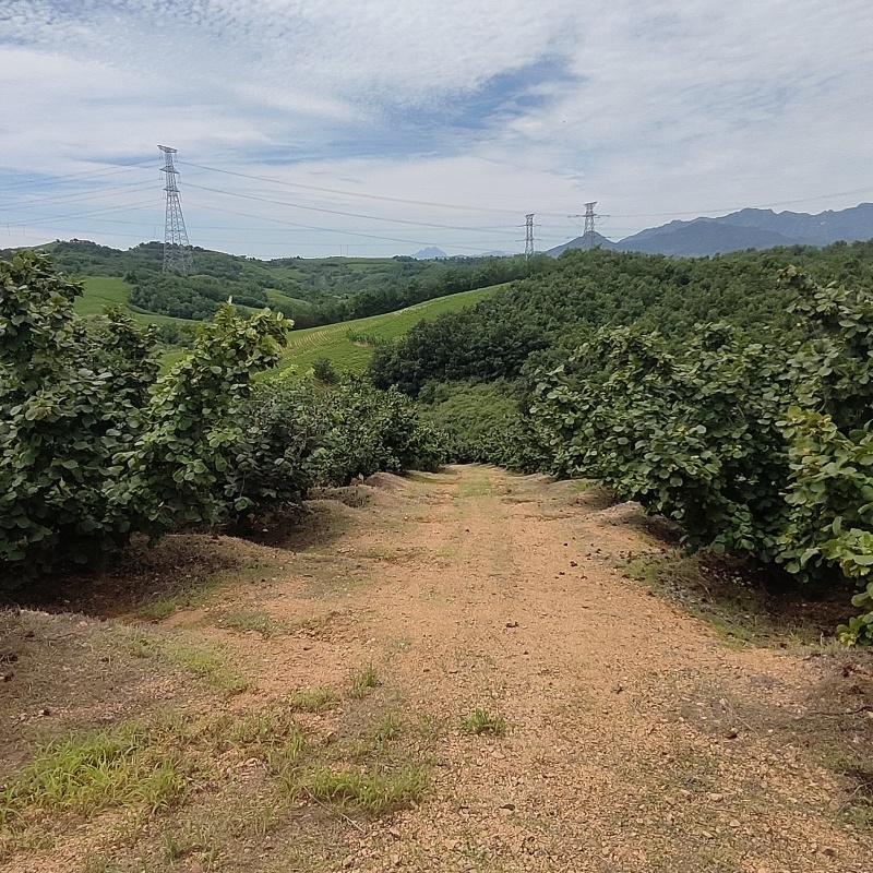 达维榛子辽宁葫芦岛绥中西平有需求采购的各位老板欢迎联系我