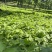 东北红杆大叶芹山野菜产地直发质量保证现买现拔