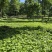 东北红杆大叶芹山野菜产地直发质量保证现买现拔