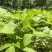 东北红杆大叶芹山野菜产地直发质量保证现买现拔