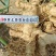 手选精品-3厘米以上东北鸡头黄精大货。鲜黄精。