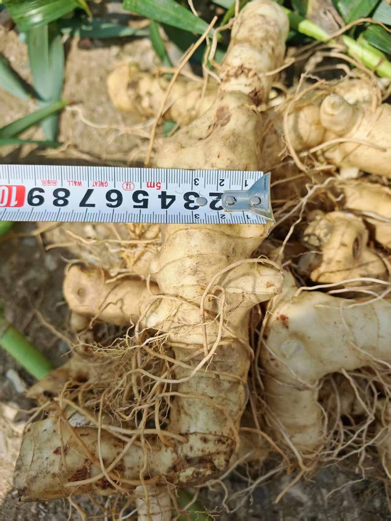 手选精品-3厘米以上东北鸡头黄精大货。鲜黄精。