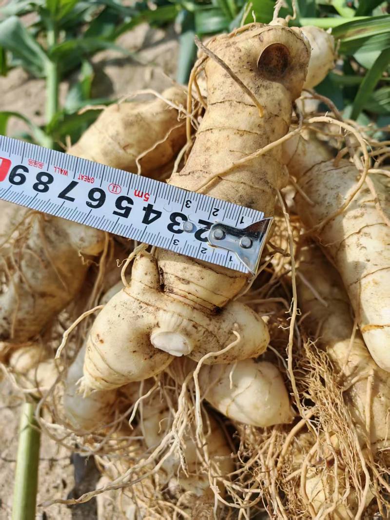 手选精品-3厘米以上东北鸡头黄精大货。鲜黄精。