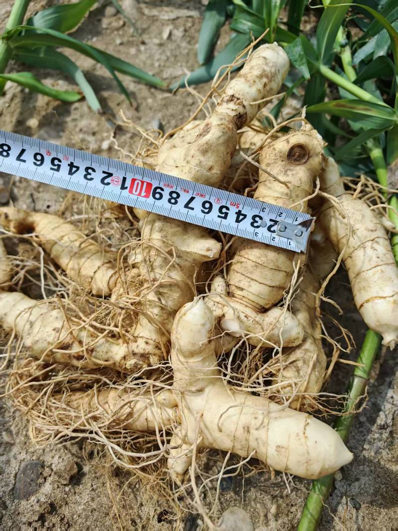 手选精品-3厘米以上东北鸡头黄精大货。鲜黄精。