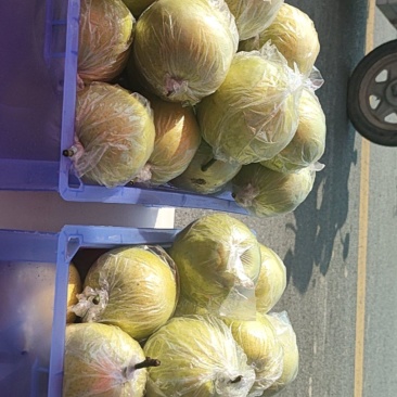 膜袋皇冠梨