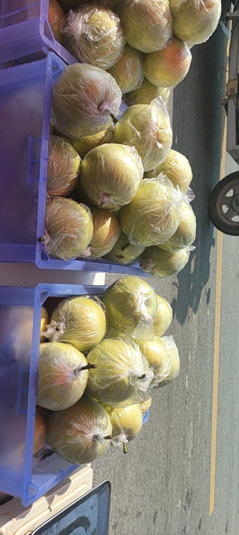 膜袋皇冠梨