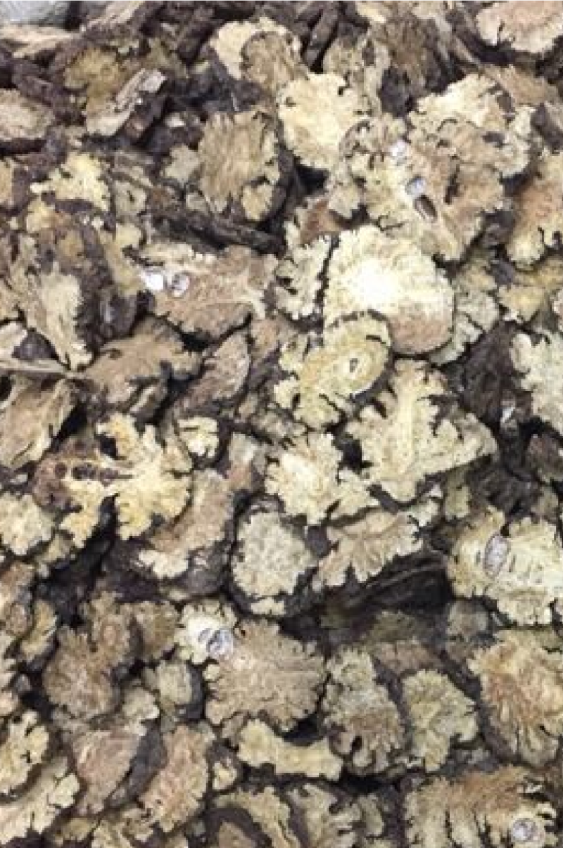 川芎今年新货实物拍摄无硫磺自然晒干有需要的老板放下单