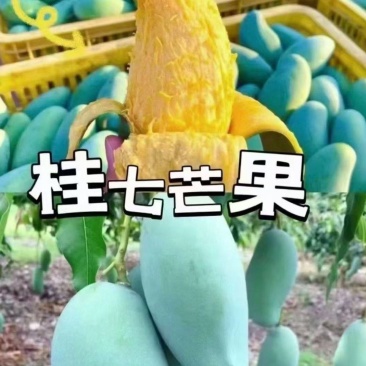 广西百色桂七芒果