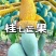 广西百色桂七芒果