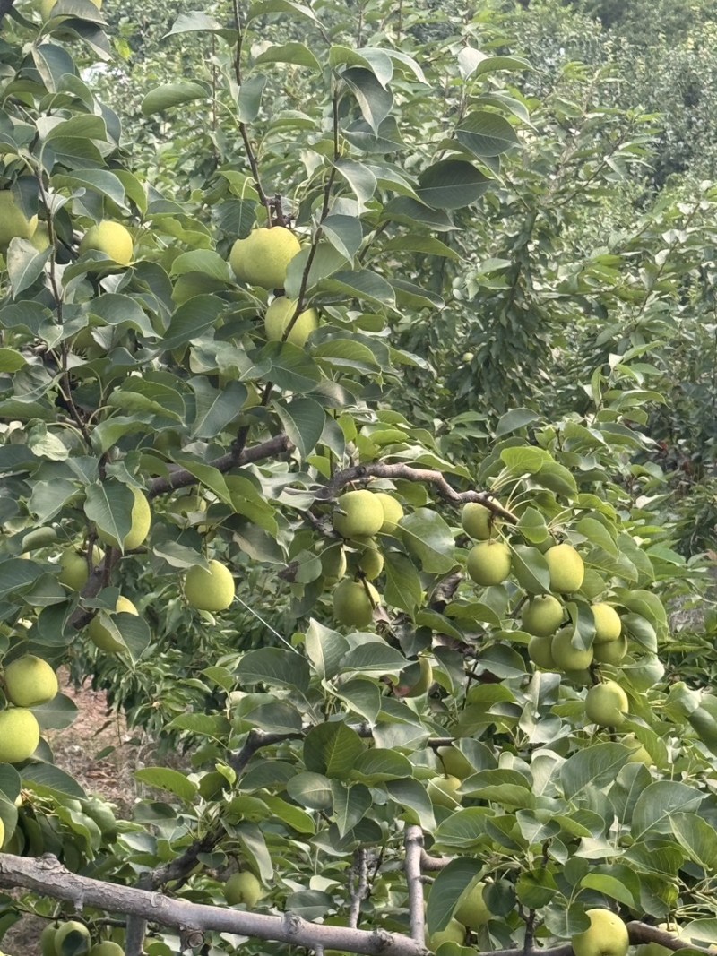 四川汉源金花梨量大水分足