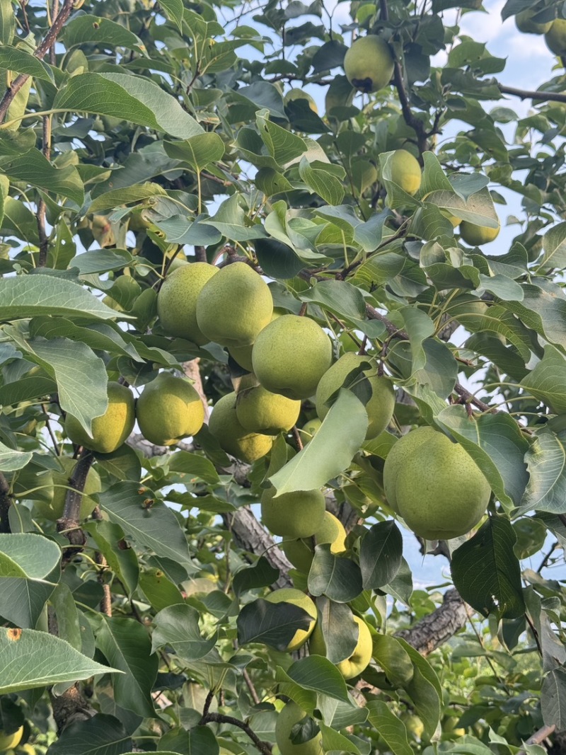 四川汉源金花梨量大水分足