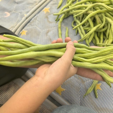 豆王，各种豆角田间大批量采摘，联系
