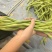 豆王，各种豆角田间大批量采摘，联系