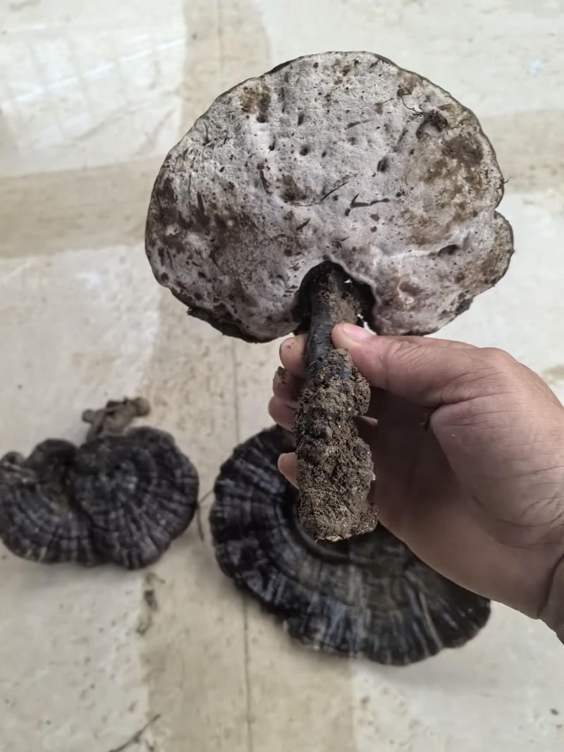 野生紫灵芝