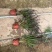 紫叶狼尾草#狼尾草杯苗#狼尾草袋苗批发#观赏草基地