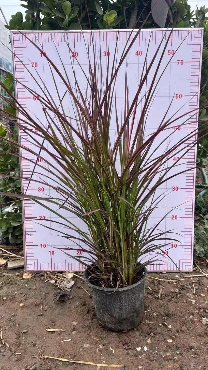 紫叶狼尾草#狼尾草杯苗#狼尾草袋苗批发#观赏草基地