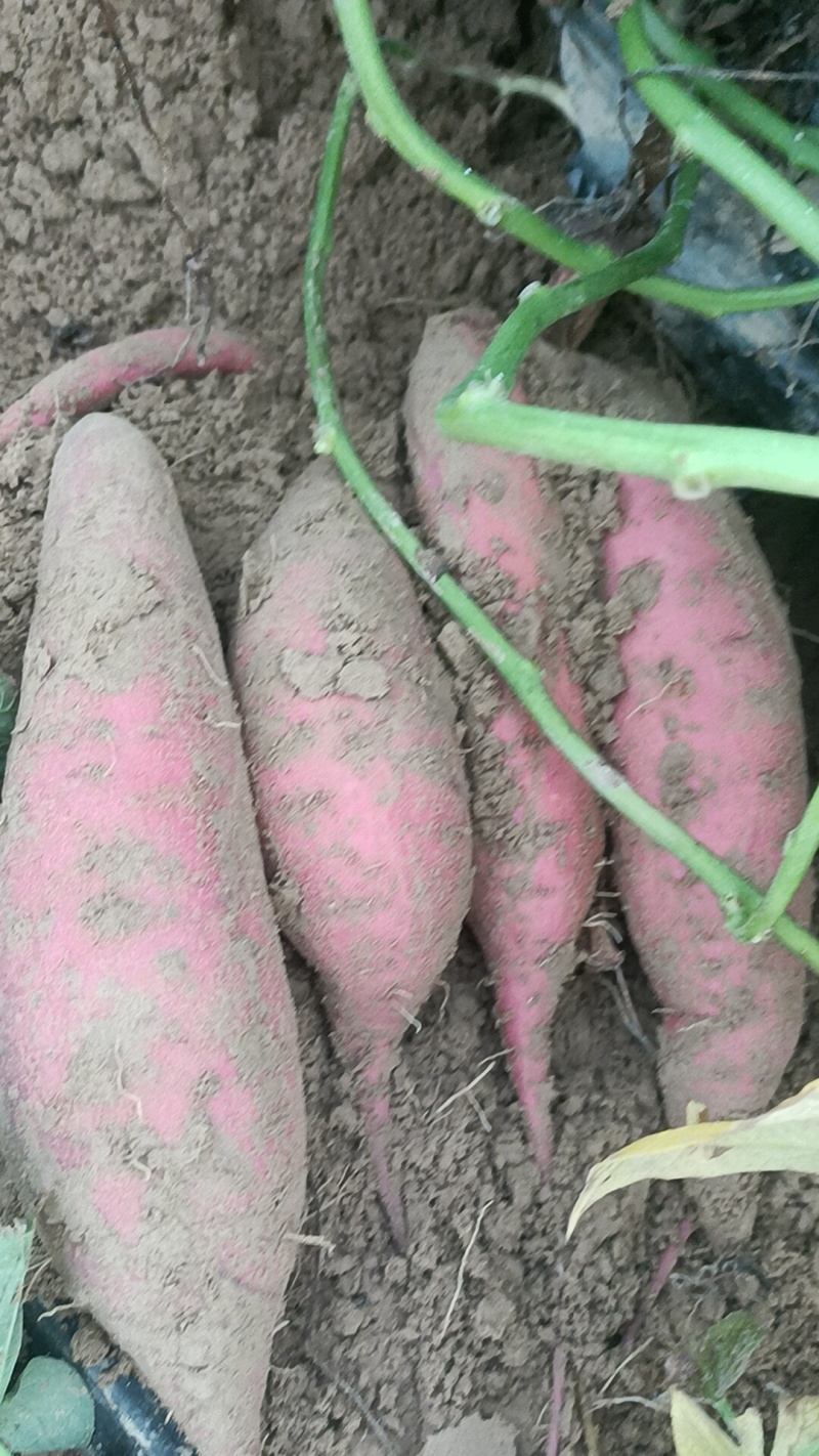 西瓜红原产地货产地直销。全国各地发货