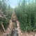 退林还耕处理北海道黄杨，标价即卖价