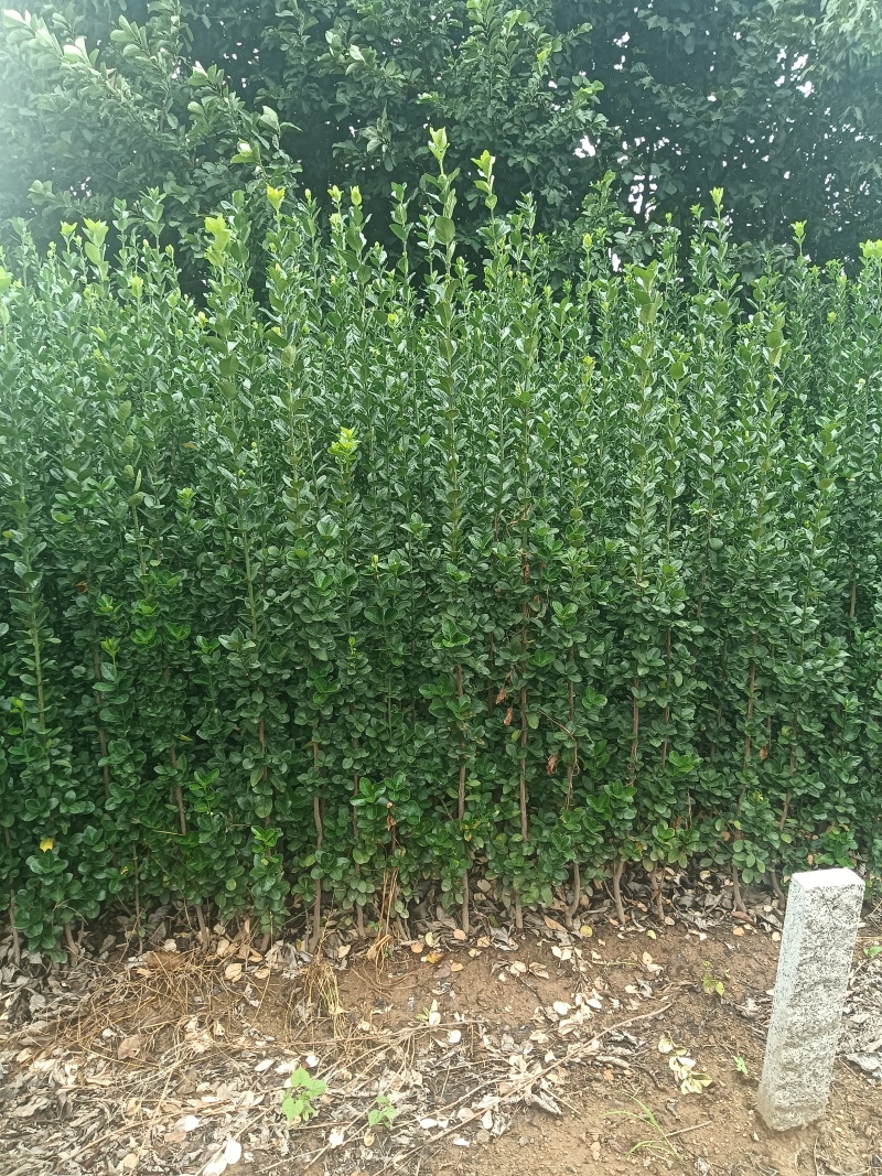 退林还耕处理北海道黄杨，标价即卖价