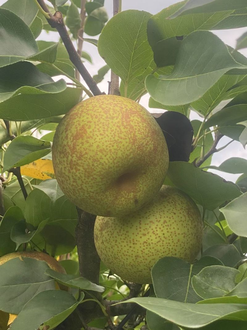 自己家