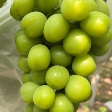 阳光玫瑰