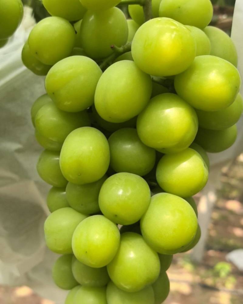 阳光玫瑰