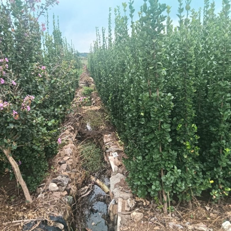 退林还耕处理北海道黄杨，标价即卖价