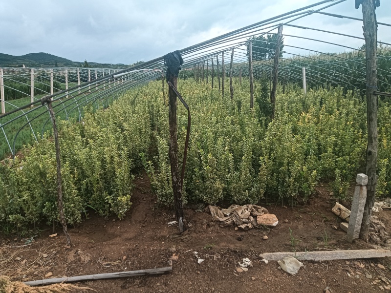 退林还耕处理北海道黄杨，标价即卖价