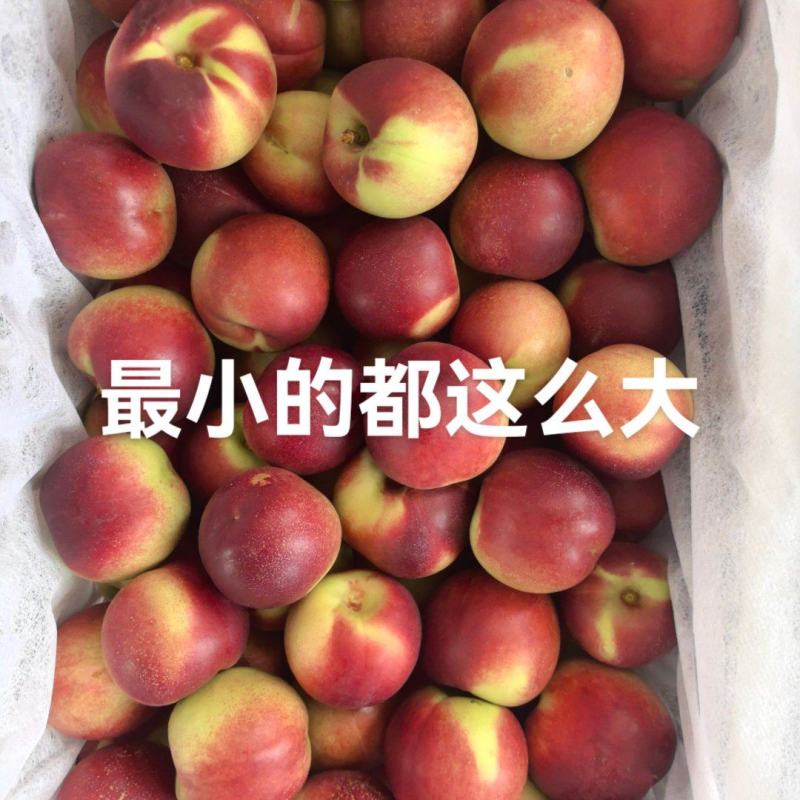 精品枣宠桃
