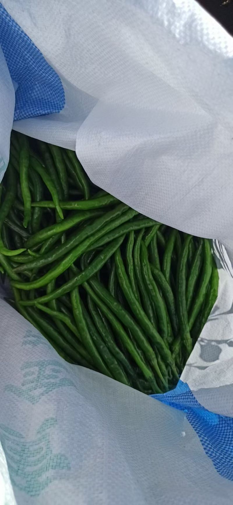 线椒精红大量上市有需要的联系