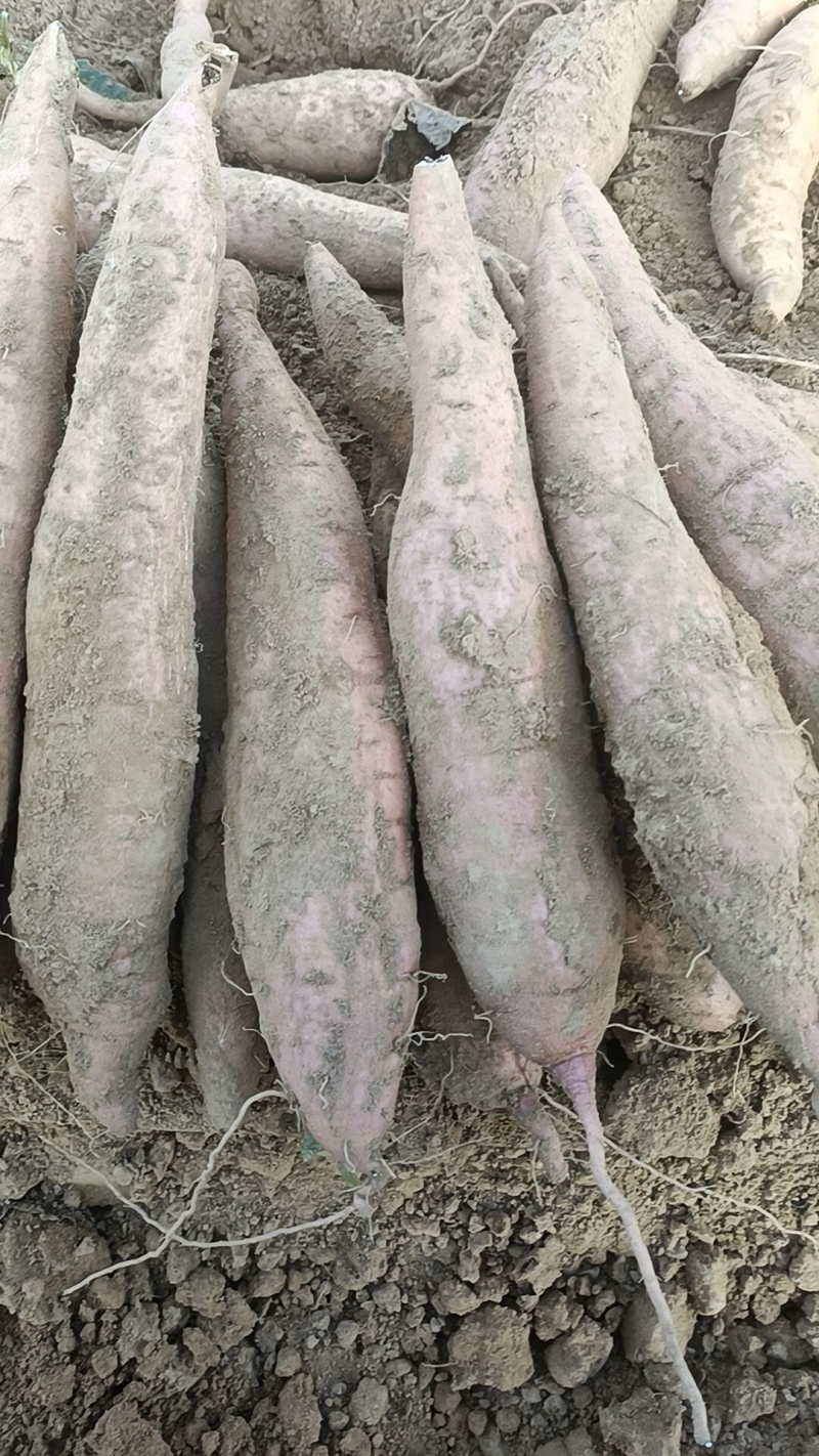 烟薯哈密板栗西瓜红各种品种都有大量有货，生产的货原产地货