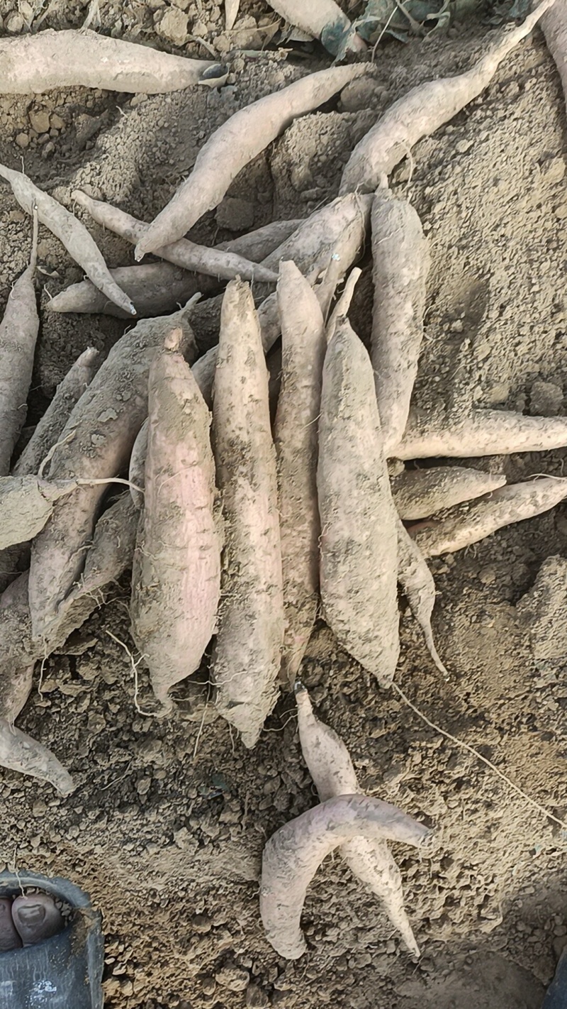 烟薯哈密板栗西瓜红各种品种都有大量有货，生产的货原产地货