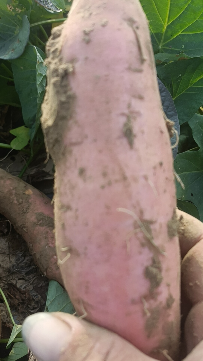 烟薯哈密板栗西瓜红各种品种都有大量有货，生产的货原产地货