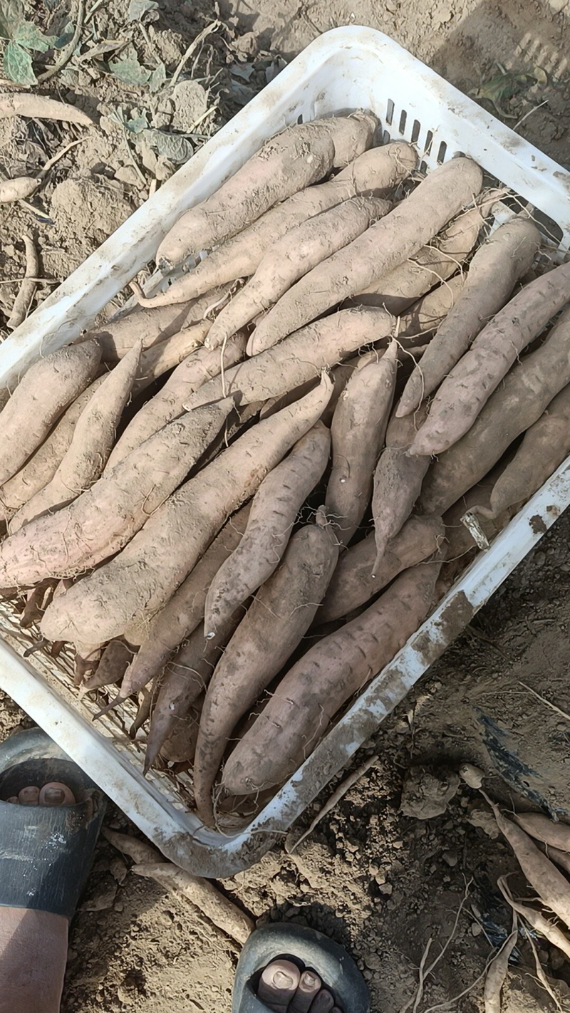 烟薯哈密板栗西瓜红各种品种都有大量有货，生产的货原产地货