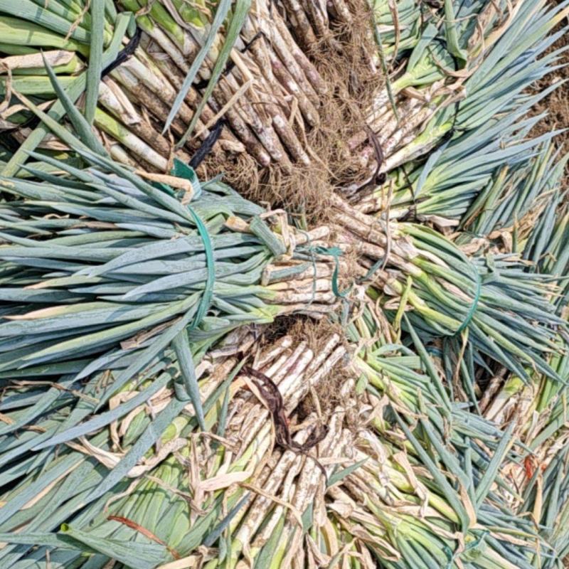 铁杆大葱