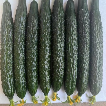 河南扶沟露天密刺黄瓜