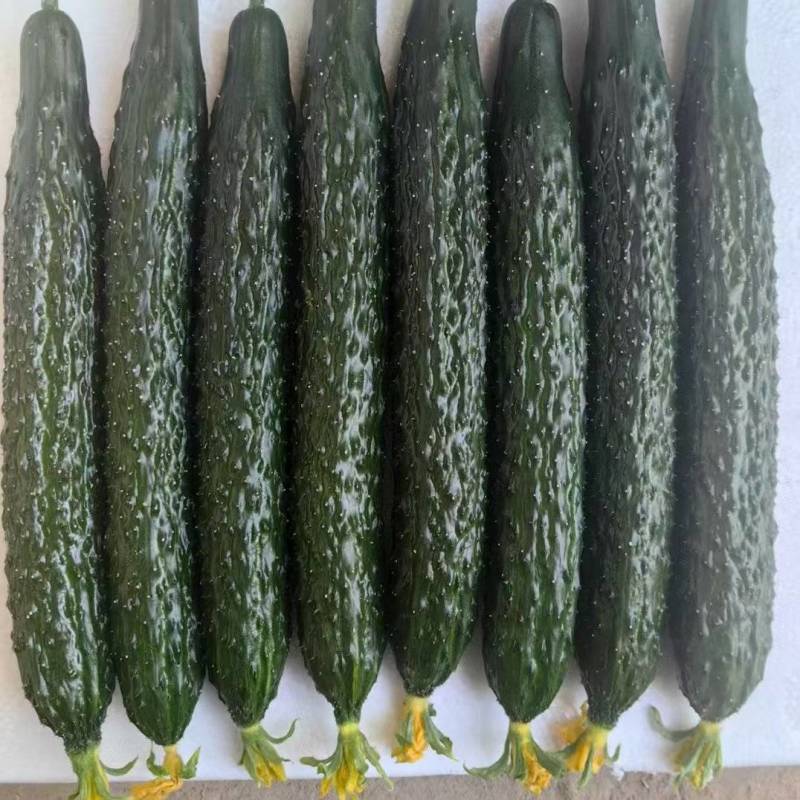 河南扶沟露天密刺黄瓜