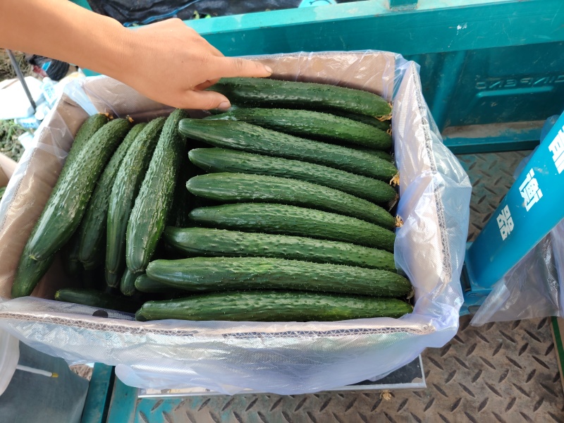 河南扶沟露天密刺黄瓜