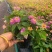 五色梅#五色梅盆栽五色梅批发#一加仑五色梅#青州草花