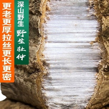 百年老树杜仲皮中药材特级杜仲茶厚皮泡茶煲汤泡酒