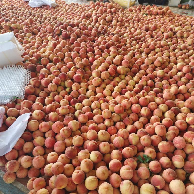 水蜜桃绿化九市场精品连锁商超供应产地一手货源