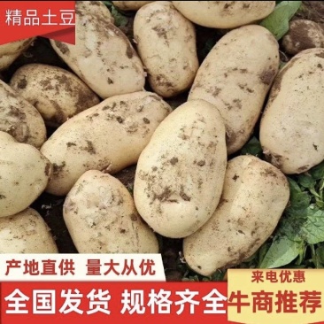 [河北土豆]产地直发，黄心土豆，各种品种，实验一，沃土！