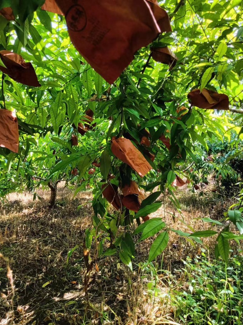 锦绣黄桃大量上市中，原产地直发，口感醇甜，纯绿色食品，