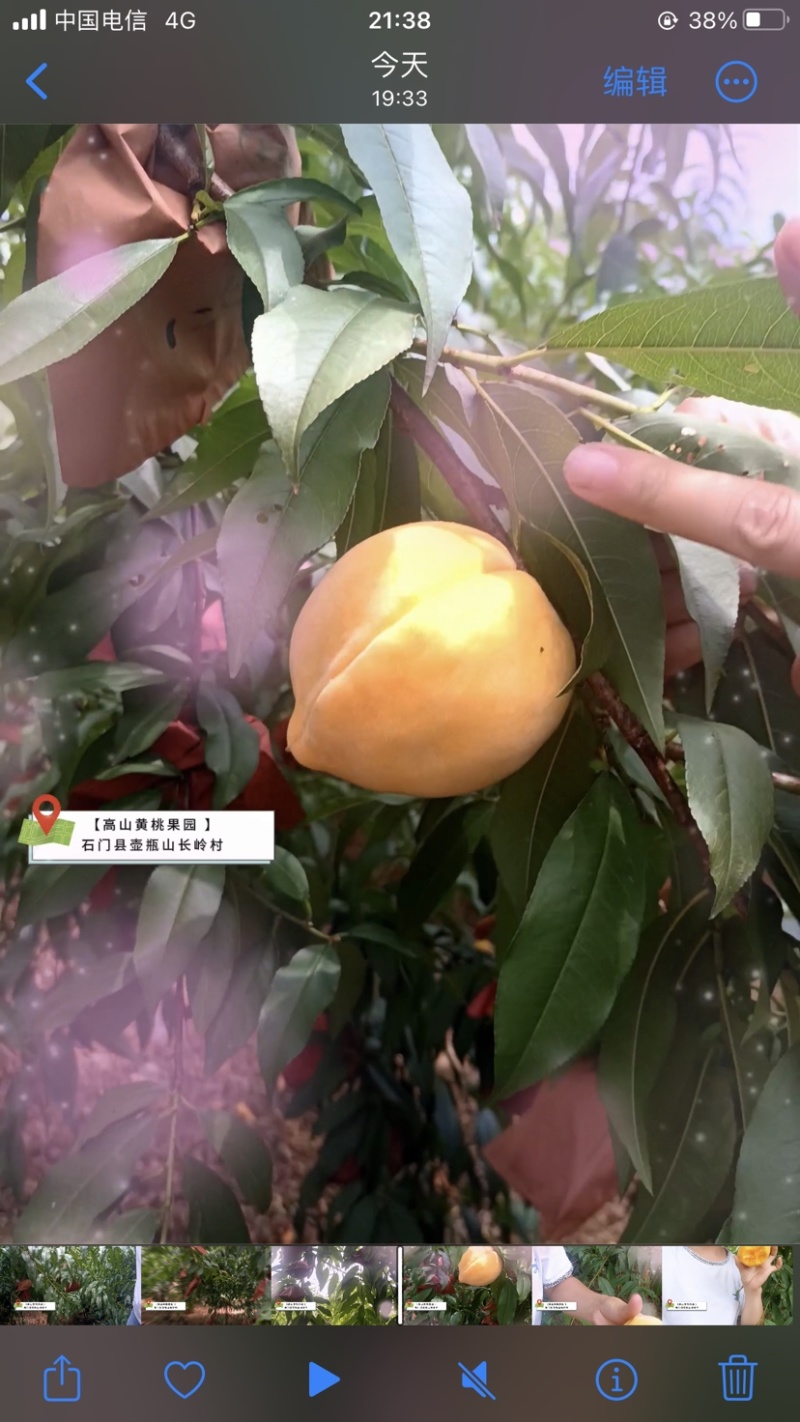 锦绣黄桃大量上市中，原产地直发，口感醇甜，纯绿色食品，