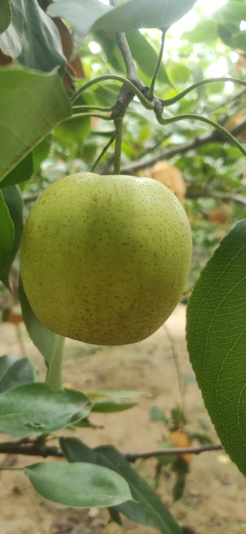 皇冠梨