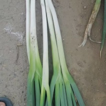 长白大葱批发