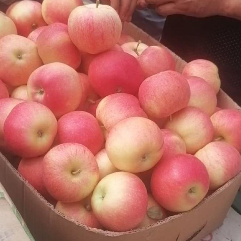 【山西苹果】山西运城苹果近期大量上市只售7-10月